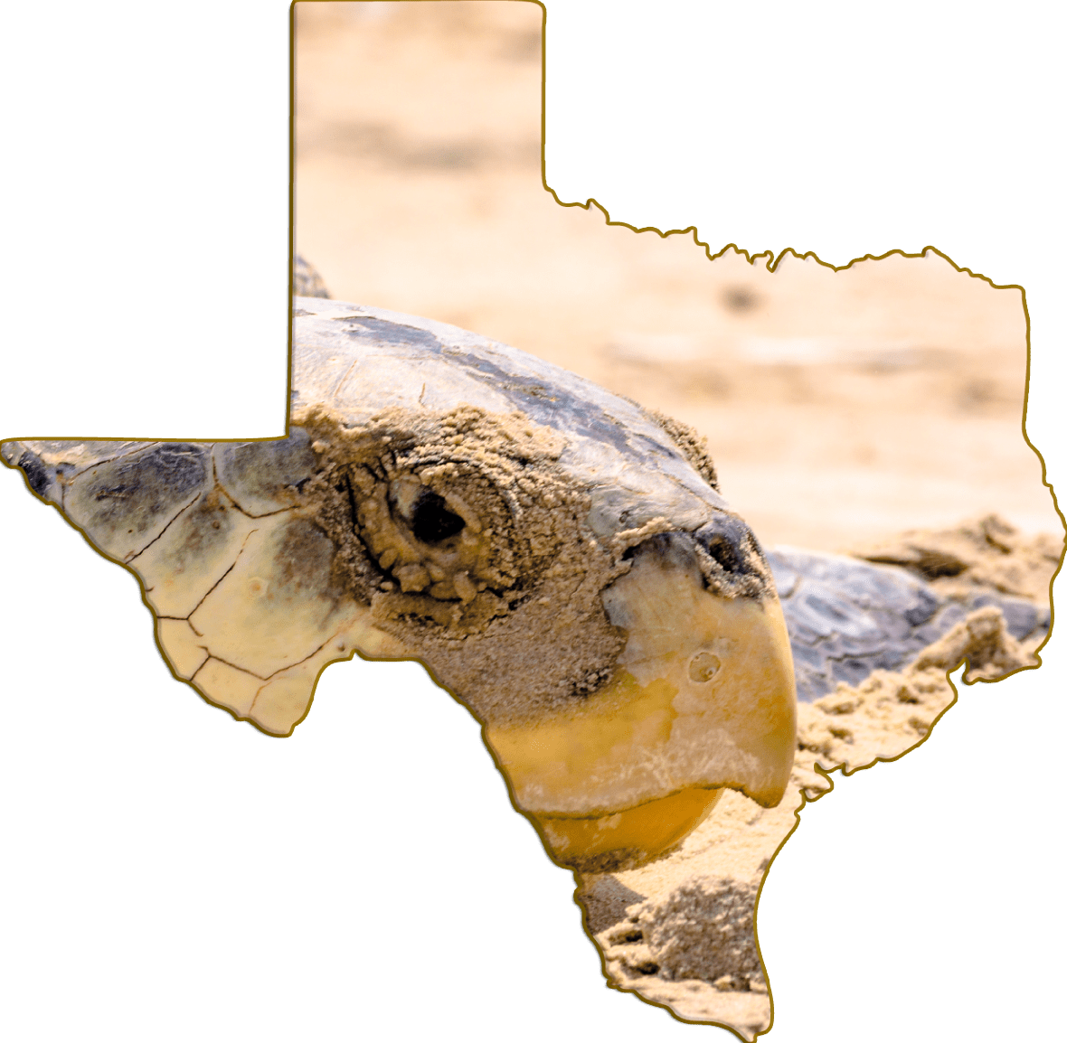 Wimberley Puzzle Company Kemp's RIdley Sea Turtle | Texas-Shaped Magne ...